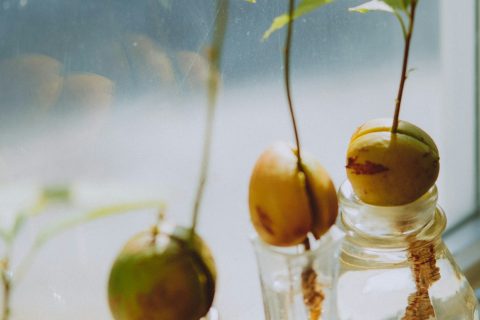 avocado seeds