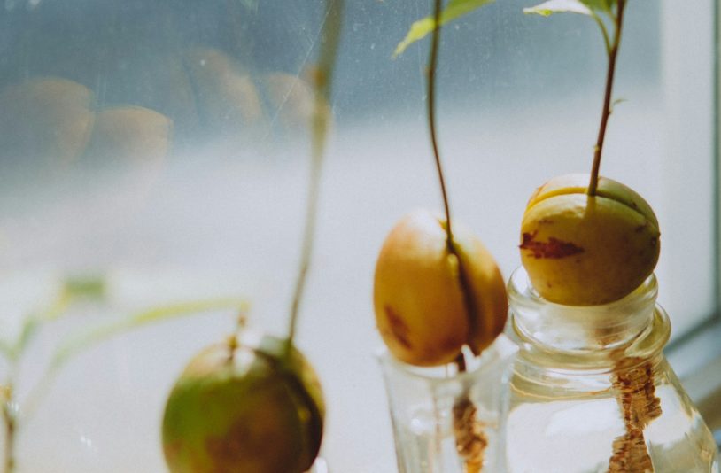 avocado seeds