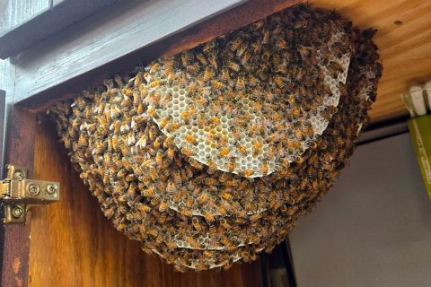 bees and nest