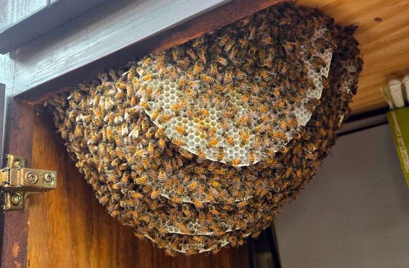 bees and nest