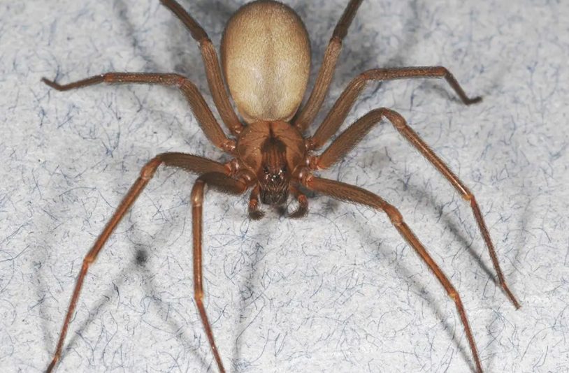 brown recluse spider