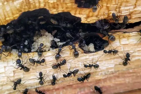 Carpenter Ants