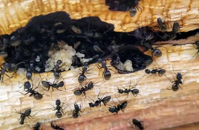 Carpenter Ants