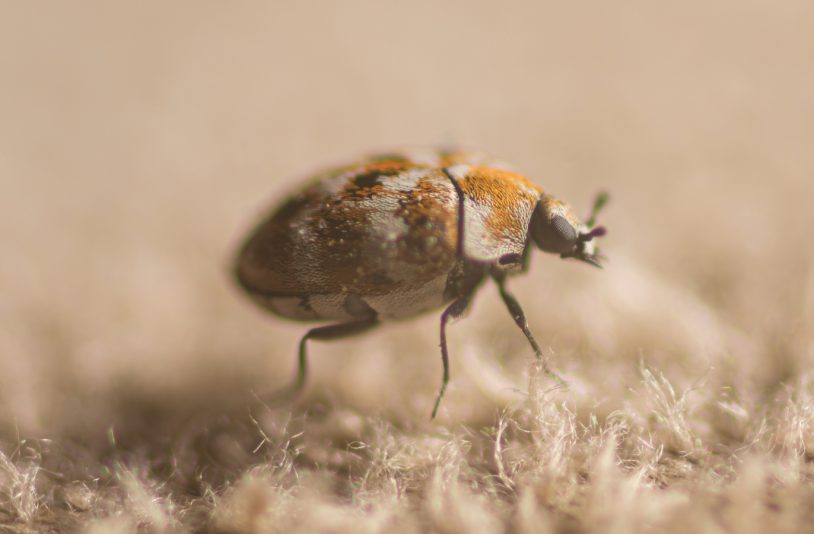 carpet beetle