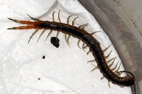 centipede