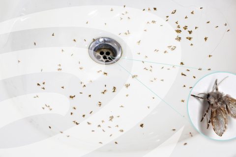 drain flies