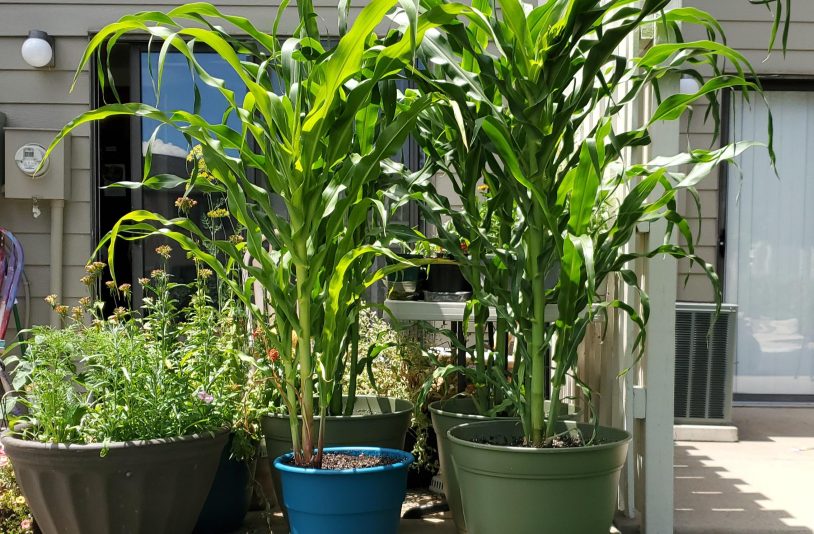 grow corns