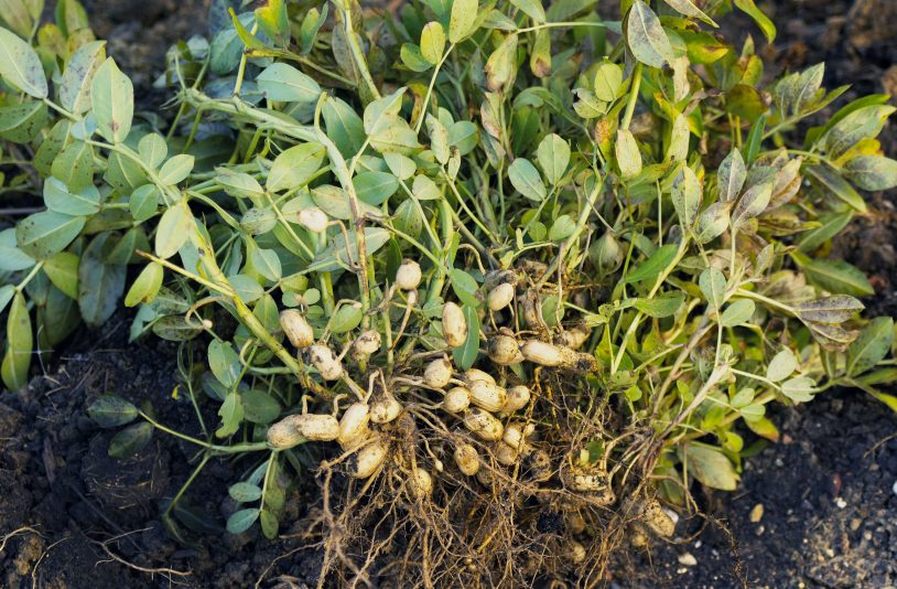 grow peanuts