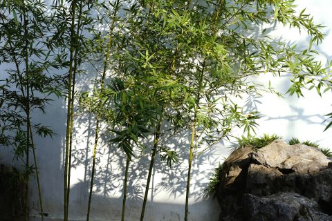 growing bamboo