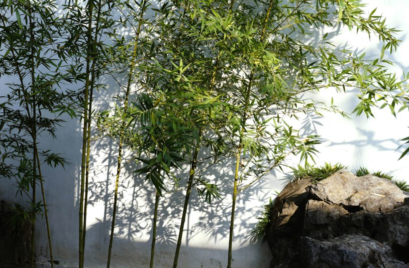 growing bamboo