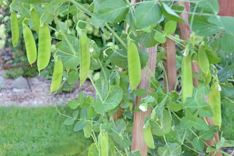 growing peas