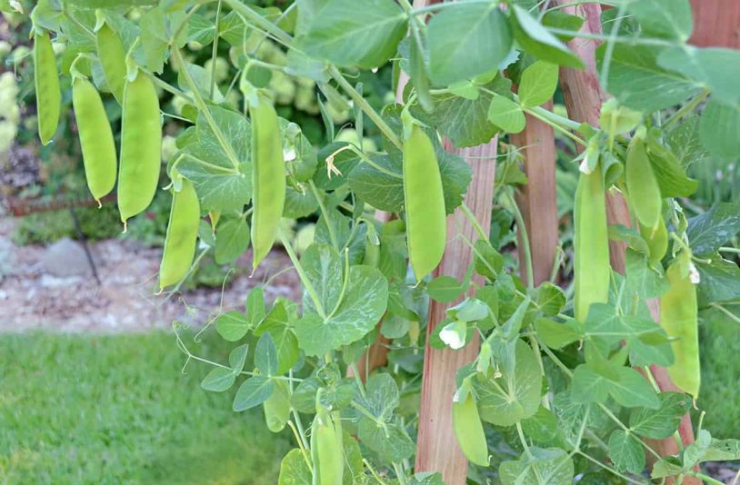 growing peas