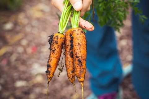 harvest carrots