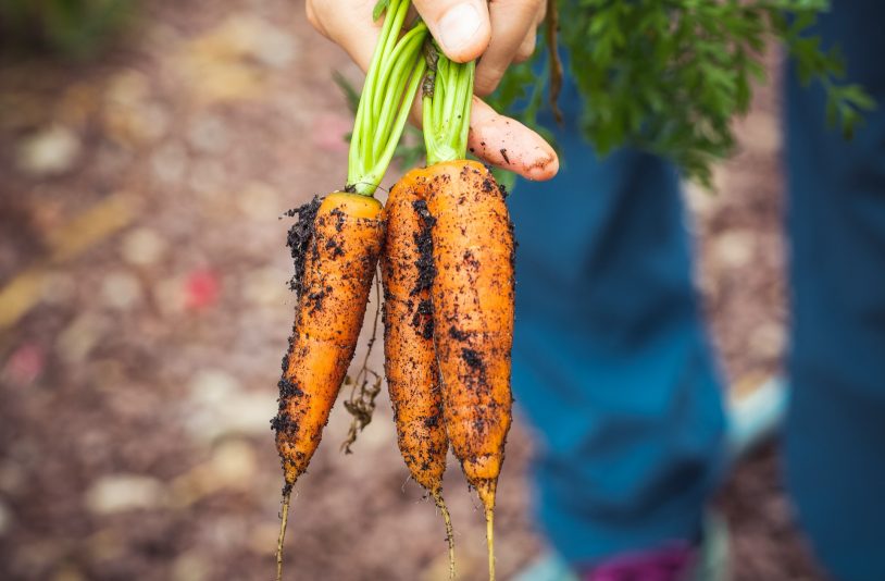 harvest carrots