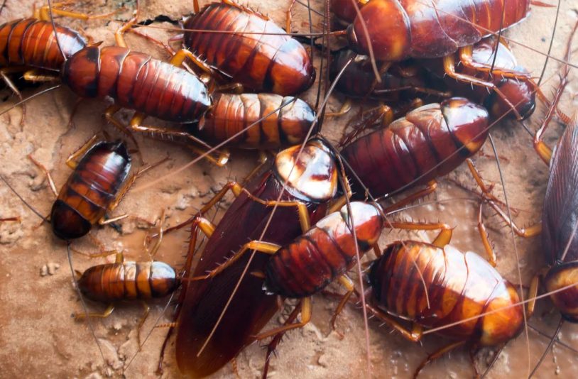 home cockroaches