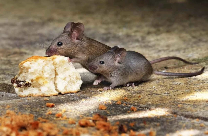 house mouse