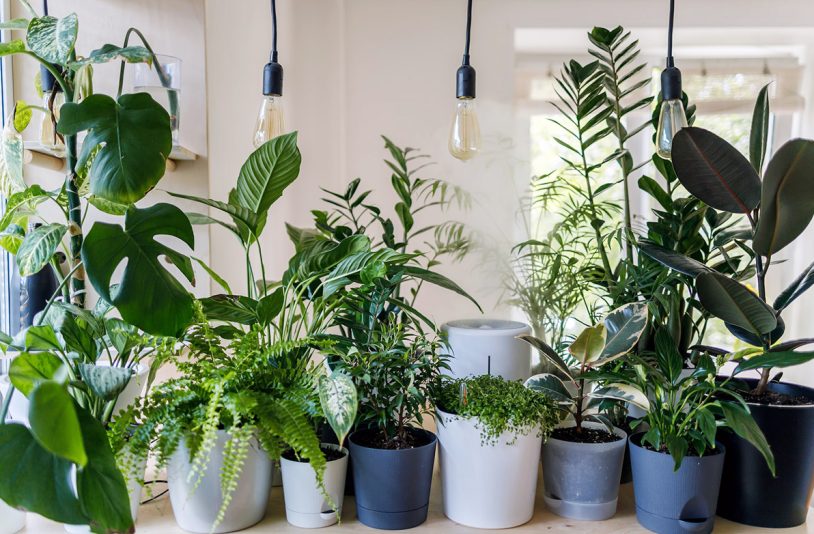 House Plants