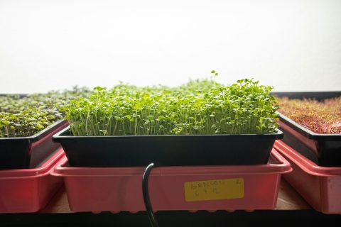 microgreens