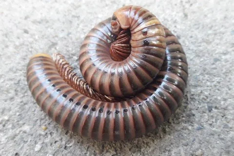 Millipede