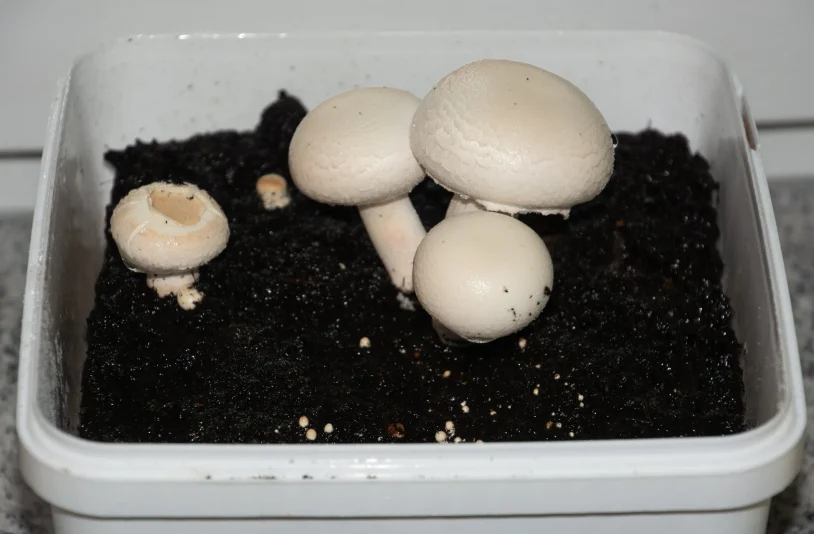 mushroom container