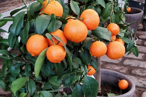 orange in container
