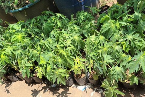 papaya seedlings