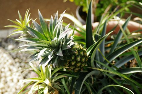 pineapple plant