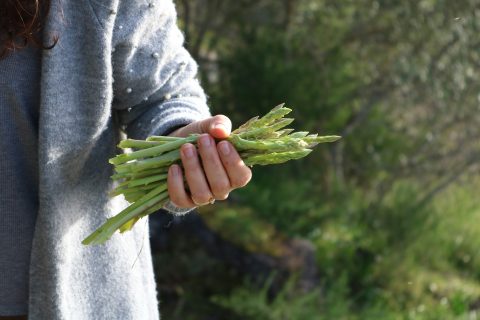 planting asparagus