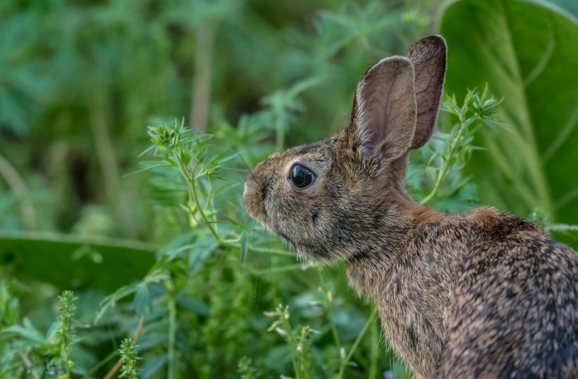Rabbit in the Garden