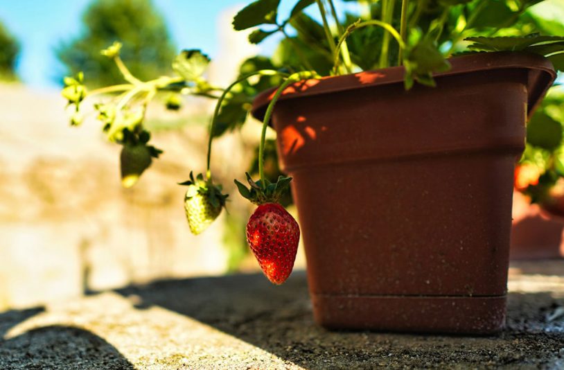strawberry in a pot