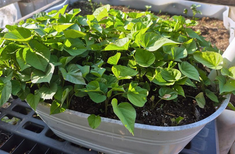 sweet potato leaves