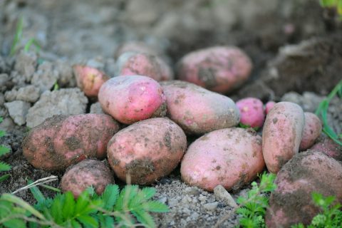 sweet potatoes