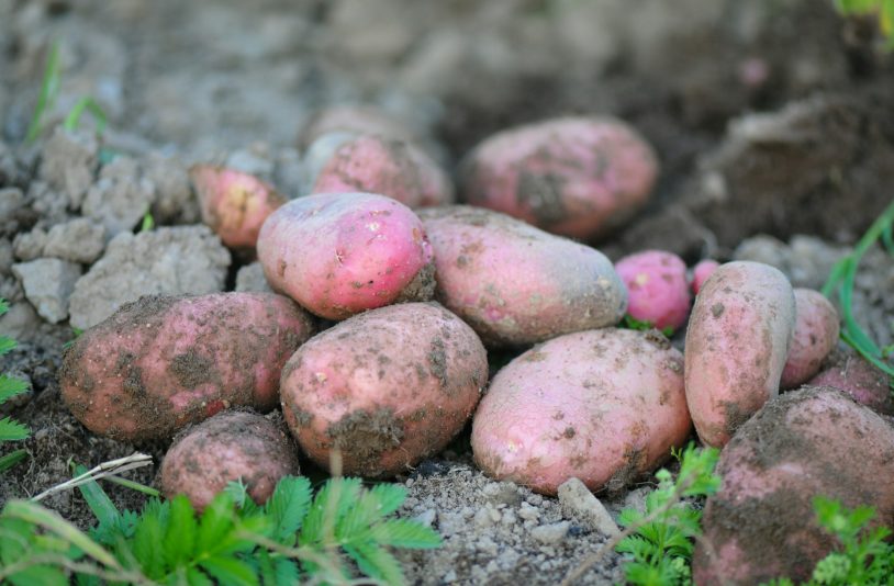 sweet potatoes
