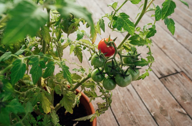 tomato plant in a pot