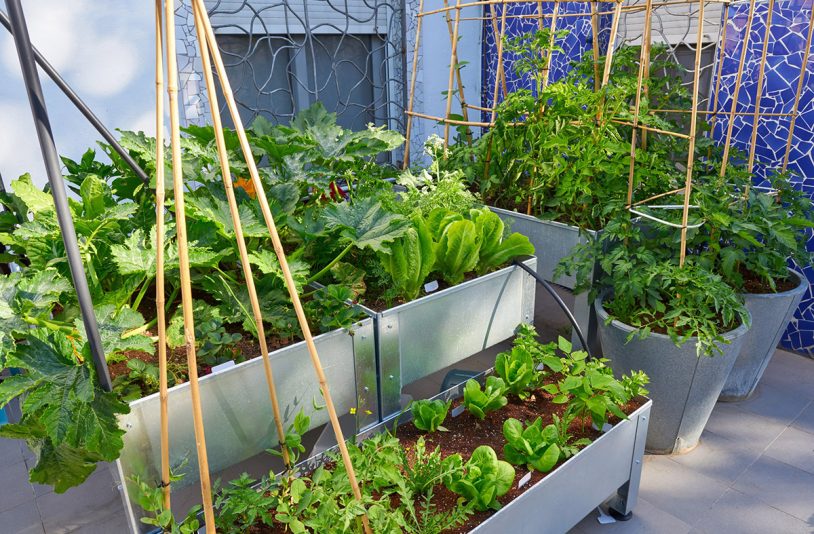 Urban Vegetable Garden