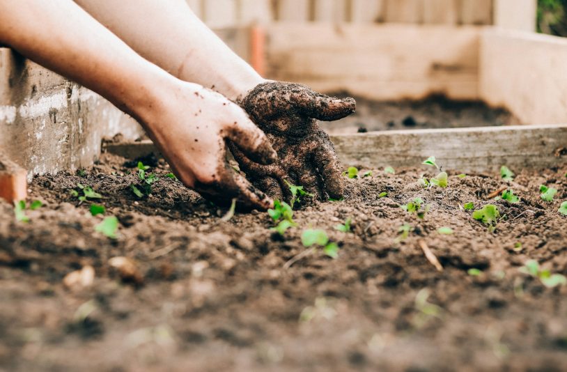 vegetable planting