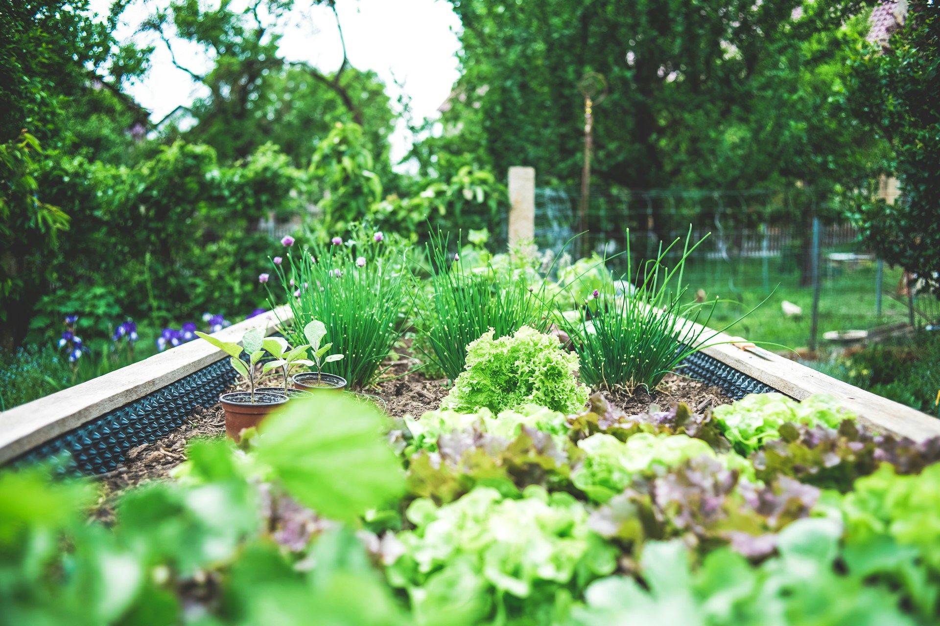 Small Veggies 26 Easiest to Grow Vegetables in Small Spaces