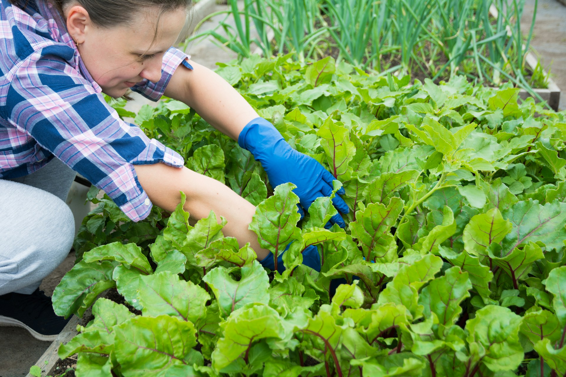Picture of 26 Easiest to Grow Vegetables in Small Spaces