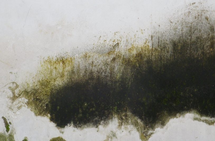 Wall with Mold