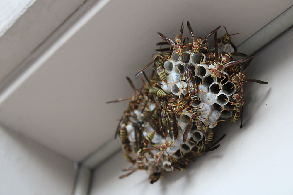 How to Get Rid of Wasps: Safe Removal & Prevention Tips