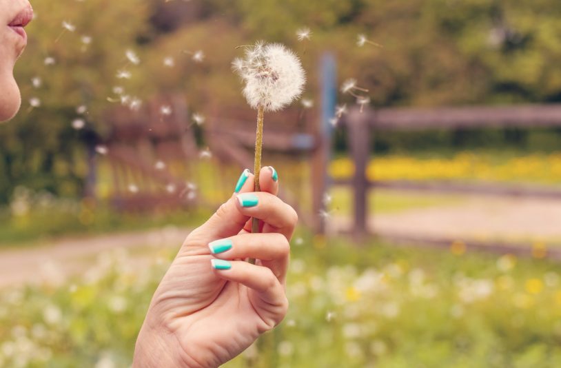 woman blowing dandelions
